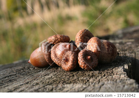 Autumn acorns Autumn acorns 15713042