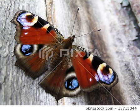 Beautiful butterfly Beautiful butterfly 15713044