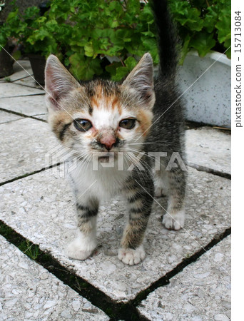 kitten kitten 15713084