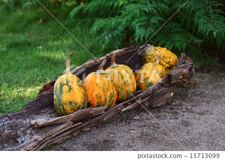 Pumpkins still-life Pumpkins still-life 15713099