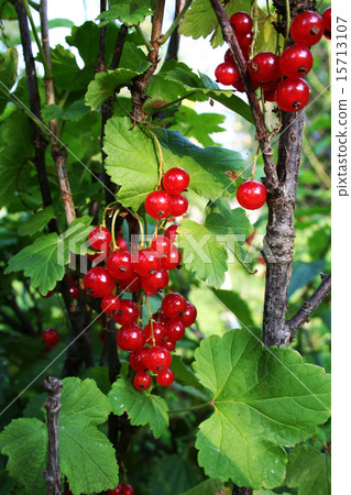 redcurrant 15713107