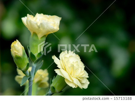 黃色康乃馨 15713188