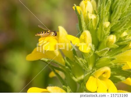 紫色與西部Pugilus（Seiyuki艾蒿）雄蕊的臉 15713190