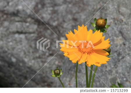 Okin Keike Okin Keike 15713299