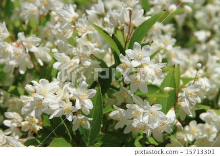 Himeji Togi 15713301