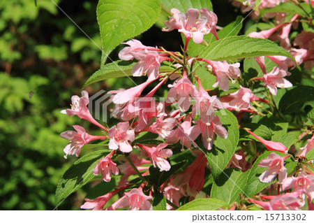 Weigela 15713302