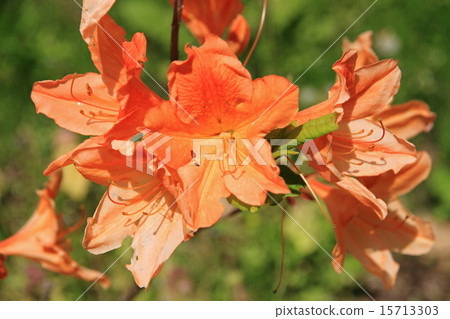 Ranged azalea 15713303