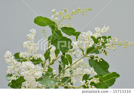 Silver prepet flowers 15713310