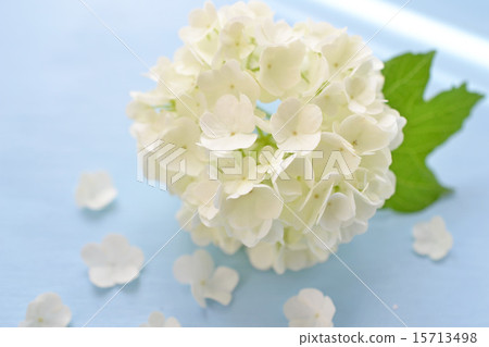 Vivanum · Snowball 15713498