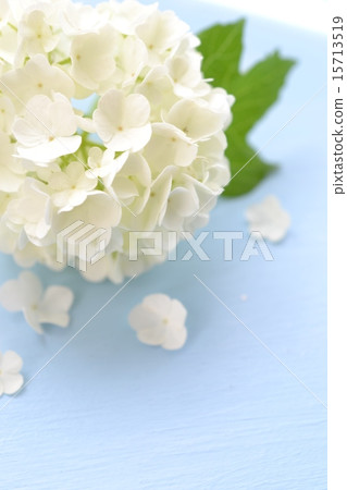Vivanum · Snowball 15713519