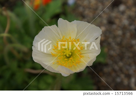 罌粟白花 15713566