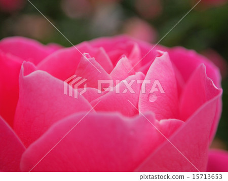 Rose's tears 15713653