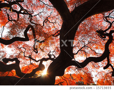 Light of autumn leaves 15713655