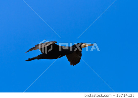 cormorant (phalacrocorax carbo ) 15714125