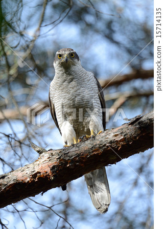 Otaka Otaka 15714135