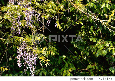 Yamafuji Yamafuji 15714163