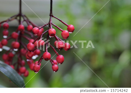 Red fruit and rain drops of Medinara kurasata 15714242