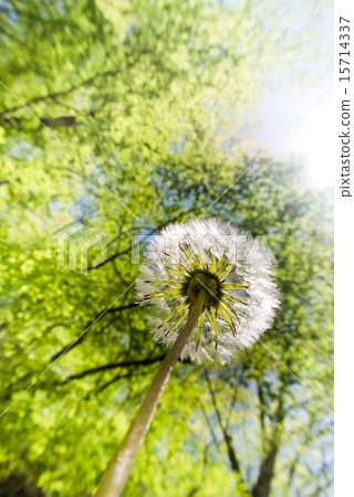 Fresh green Fresh green 15714337