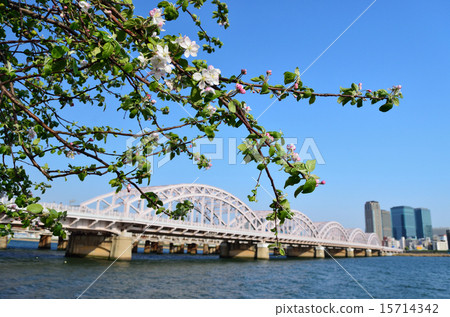 Spring Yodogawa and the Thirteen Bridge 15714342