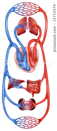 Circulation 15714374