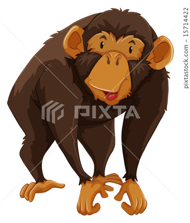 Monkey Monkey 15714422