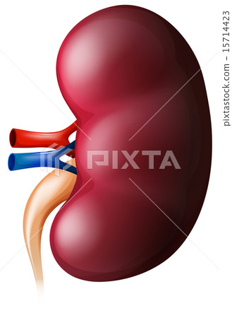 Kidney Kidney 15714423