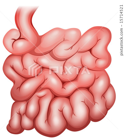 Intestine 15714521