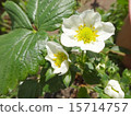 草莓花 15714757