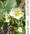 草莓花 15714758