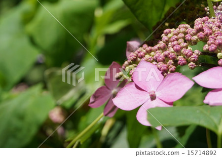 繡球花盛開的第一緋紅色 繡球花盛開的第一緋紅色 15714892