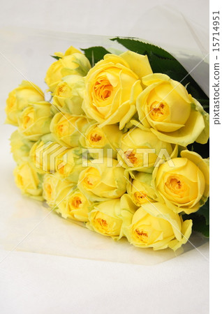 Yellow roses (Catalina) 15714951