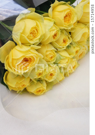 黃玫瑰（卡塔利娜） 15714958