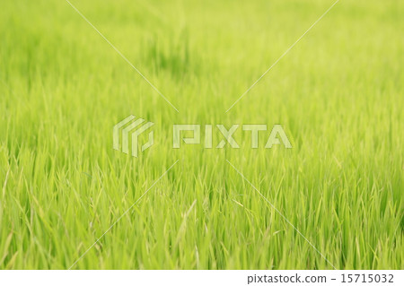 Rice berry Cornfield Rice berry Cornfield 15715032