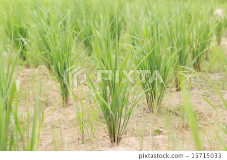 Rice berry Cornfield Rice berry Cornfield 15715033