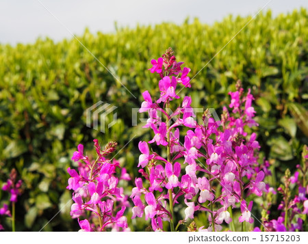 Linaria盛開在茶園 Linaria盛開在茶園 15715203