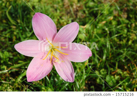 Saffron Moddoki 15715216