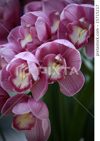蘭花花 15715217