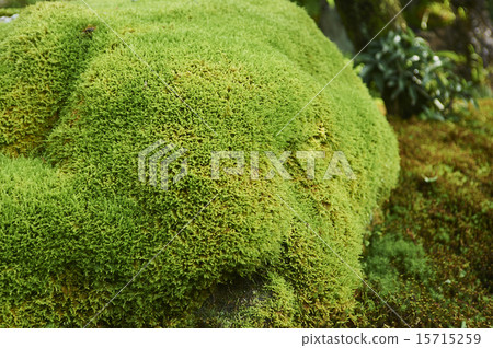 Kokubunji Moss a Kokubunji Moss a 15715259