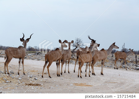 herd of Kudu on way to waterhole 15715484