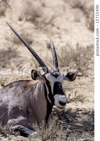 close up portrait of Gemsbok, Oryx gazella close up portrait of Gemsbok, Oryx gazella 15715490