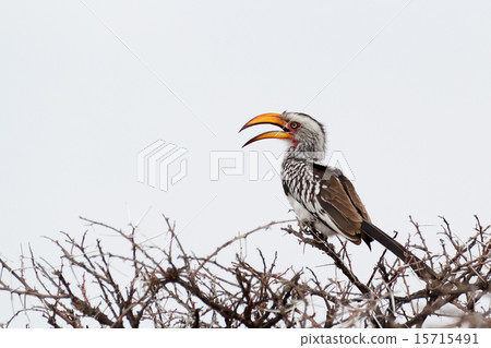 Yellow-billed Hornbill sitting on a branch 15715491