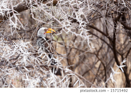 Yellow-billed Hornbill sitting on a branch 15715492
