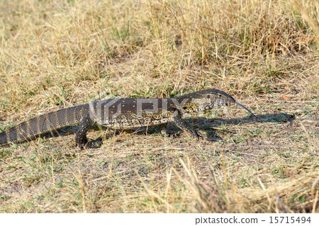 Monitor Lizard, Varanus niloticus on savanna Monitor Lizard, Varanus niloticus on savanna 15715494