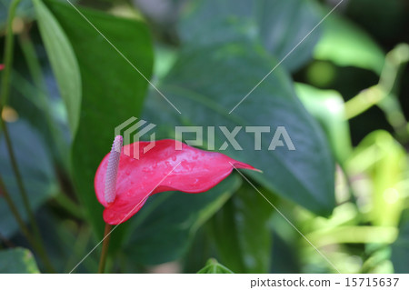Anthurium flowers and rain drops 15715637