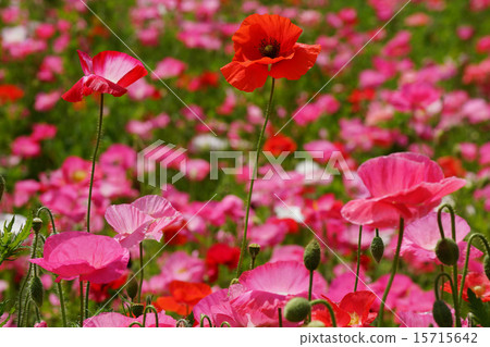 Chirley Poppy 15715642