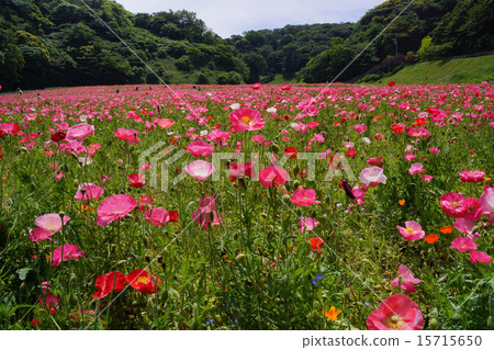 Chirley Poppy 15715650