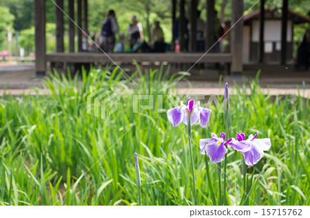 Iris Miwa and bud (dark purple, horizontal position) 15715762