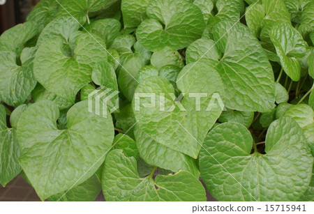 Futaba oai靜脈葉02 Futaba oai靜脈葉02 15715941