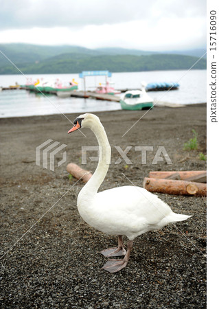Swan Swan 15716090