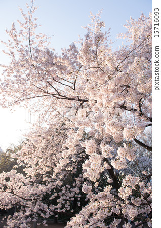 Cherry Blossoms Cherry Blossoms 15716093